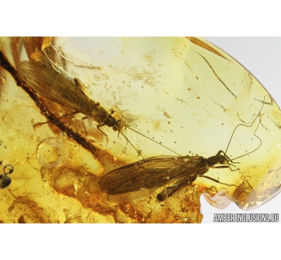 Two Stoneflies, Plecoptera. Fossil insects in Baltic amber #8786