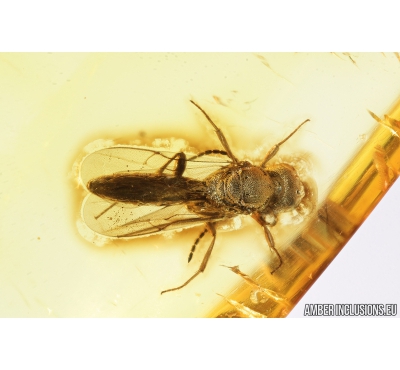 Proctotrupid Wasp, Proctotrupoidea. Fossil insect in Baltic amber #8787