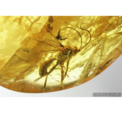 Ichneumon Wasp, Ichneumonidae and Psocid, Psocoptera. Fossil insects in Baltic amber #8796