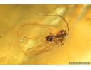 Ichneumon Wasp, Ichneumonidae and Psocid, Psocoptera. Fossil insects in Baltic amber #8796