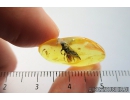 Rare Cuckoo Wasp, Chrysididae. Fossil insect Ukrainian Rovno amber #8797