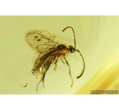 Proctotrupid Wasp, Proctotrupoidea. Fossil insect in Baltic amber #8803