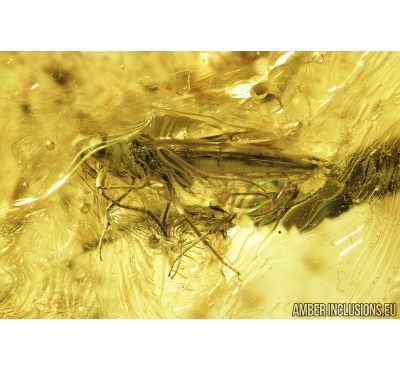Proctotrupid Wasp Proctotrupoidea Scelionidae and Fungus gnat Mycetophilidae. Fossil insects in Baltic amber #8804