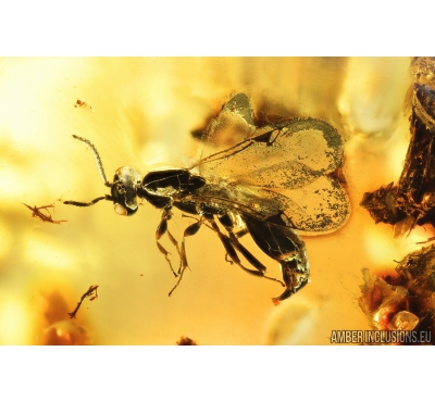 Proctotrupid Wasp, Proctotrupoidea. Fossil insect in Baltic amber #8806