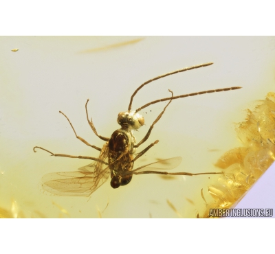 Winged Ant, Hymenoptera. Fossil inclusion in Baltic amber #8807