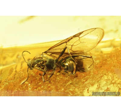 Winged Ant, Hymenoptera. Fossil inclusion in Baltic amber #8808