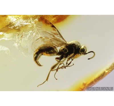 Proctotrupid Wasp, Proctotrupoidea. Fossil insect in Baltic amber #8810