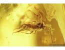 Ichneumon Wasp, Ichneumonidae and More. Fossil insects in Baltic amber #8812