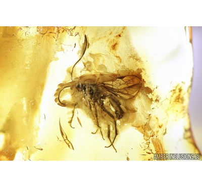 Ichneumon Wasp, Ichneumonidae. Fossil insect in Baltic amber #8813