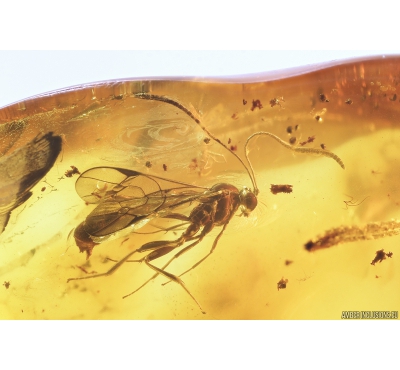 Ichneumon Wasp, Ichneumonidae. Fossil insect in Baltic amber #8814