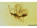 Proctotrupid Wasp Diapriidae. Fossil insect in Baltic amber #8851