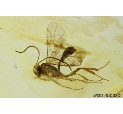 Ichneumon Wasp, Ichneumonidae. Fossil insect in Baltic amber #8852