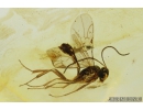 Ichneumon Wasp, Ichneumonidae. Fossil insect in Baltic amber #8852
