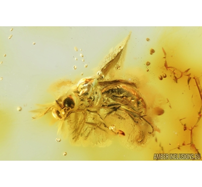 Sand Wasp, Hymenoptera, Crabronidae, Crossocerus. Fossil inclusion in Baltic amber #8854