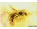 Sand Wasp, Hymenoptera, Crabronidae, Crossocerus. Fossil inclusion in Baltic amber #8854