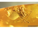 Nice Bug, Heteroptera and Spider, Araneae. Fossil inclusions in Baltic amber #8855