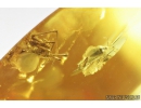 Nice Bug, Heteroptera and Spider, Araneae. Fossil inclusions in Baltic amber #8855