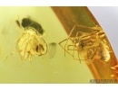 Nice Bug, Heteroptera and Spider, Araneae. Fossil inclusions in Baltic amber #8855