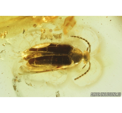 False Flower Beetle, Scraptiidae. Fossil insect in Baltic amber #8858