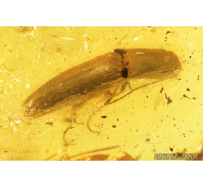 Click beetle, Elateroidea. Fossil insect in Baltic amber #8859