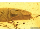 Click beetle, Elateroidea. Fossil insect in Baltic amber #8859