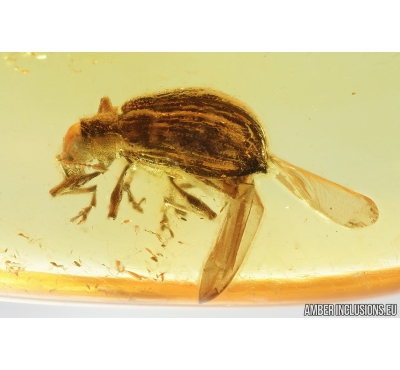 Broad-nosed Weevil Beetle, Curculionidae, Entiminae, Paonaupactus. Fossil insect in Baltic amber #8863