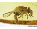 Broad-nosed Weevil Beetle, Curculionidae, Entiminae, Paonaupactus. Fossil insect in Baltic amber #8863