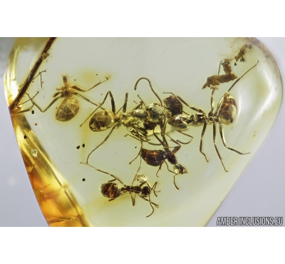 Many Ants, Hymenoptera and Liverwort, Bryophyta. Fossil inclusions in Baltic amber #8869