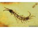 Nice Centipede, Lithobiidae in Spider Web. Fossil inclusion in Baltic amber #8870