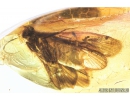 Rare 10mm Caddisfly Trichoptera. Fossil insect in Baltic amber #8871