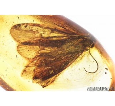 Rare 10mm Caddisfly Trichoptera. Fossil insect in Baltic amber #8871