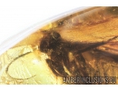 Rare 10mm Caddisfly Trichoptera. Fossil insect in Baltic amber #8871