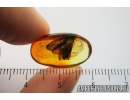 Rare 10mm Caddisfly Trichoptera. Fossil insect in Baltic amber #8871