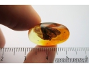 Rare 10mm Caddisfly Trichoptera. Fossil insect in Baltic amber #8871