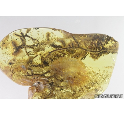 Nice Lichen. Fossil inclusion in Baltic amber #8872