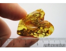 Nice Lichen. Fossil inclusion in Baltic amber #8872