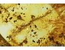 Moss Twig, Bryophyta. Fossil inclusion in Baltic amber #8874