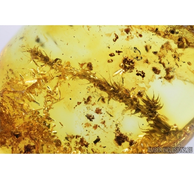 Moss Twig, Bryophyta. Fossil inclusion in Baltic amber #8874
