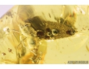 Flower, Leaf and Ant. Fossil inclusions in Baltic amber #8875