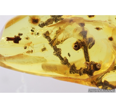 Rare Plant, Fossil inclusion in Baltic amber #8876