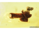 Rare Plant, Fossil inclusion in Baltic amber #8876