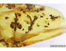 Rare Plant, Fossil inclusion in Baltic amber #8876