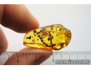 Rare Plant, Fossil inclusion in Baltic amber #8876
