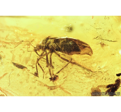 Nice Bug, Heteroptera. Fossil insects in Baltic amber #8877