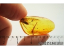 Two Beetles (Click beetle Elateroidea, Rove beetle Staphylinoidea) and Mite Acari . Fossil insects in Baltic amber #8878