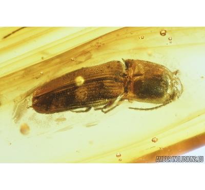 Click beetle, Elateroidea. Fossil insect in Baltic amber #8879