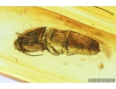 Click beetle, Elateroidea. Fossil insect in Baltic amber #8879