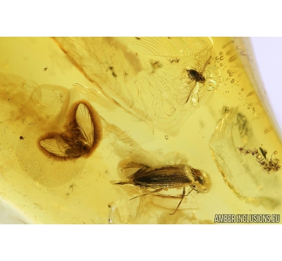 Click beetle Elateroidea, Moth flies Psychodidae , Winged Aphid Aphididae and More. Fossil insects in Baltic amber #8880