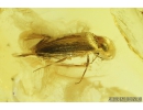Click beetle Elateroidea, Moth flies Psychodidae , Winged Aphid Aphididae and More. Fossil insects in Baltic amber #8880