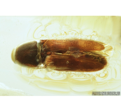 Nice Click beetle, Elateroidea. Fossil insect in Ukrainian amber #8881